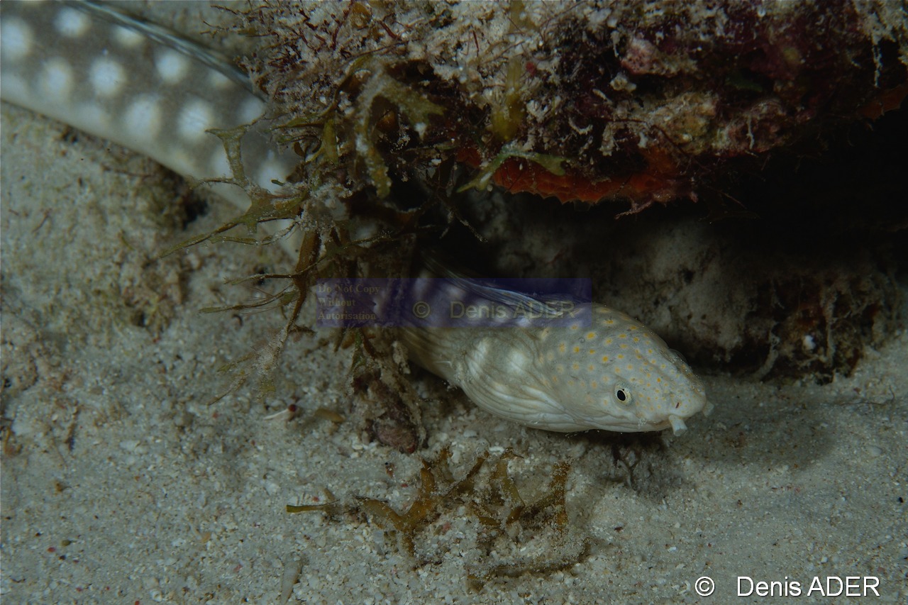 Myrichthys breviceps Anguille serpent a taches blanches-Bonaire Buddy Reef-20m-20180218nuit-Denis-ADER-DSC_6385_tn.jpg